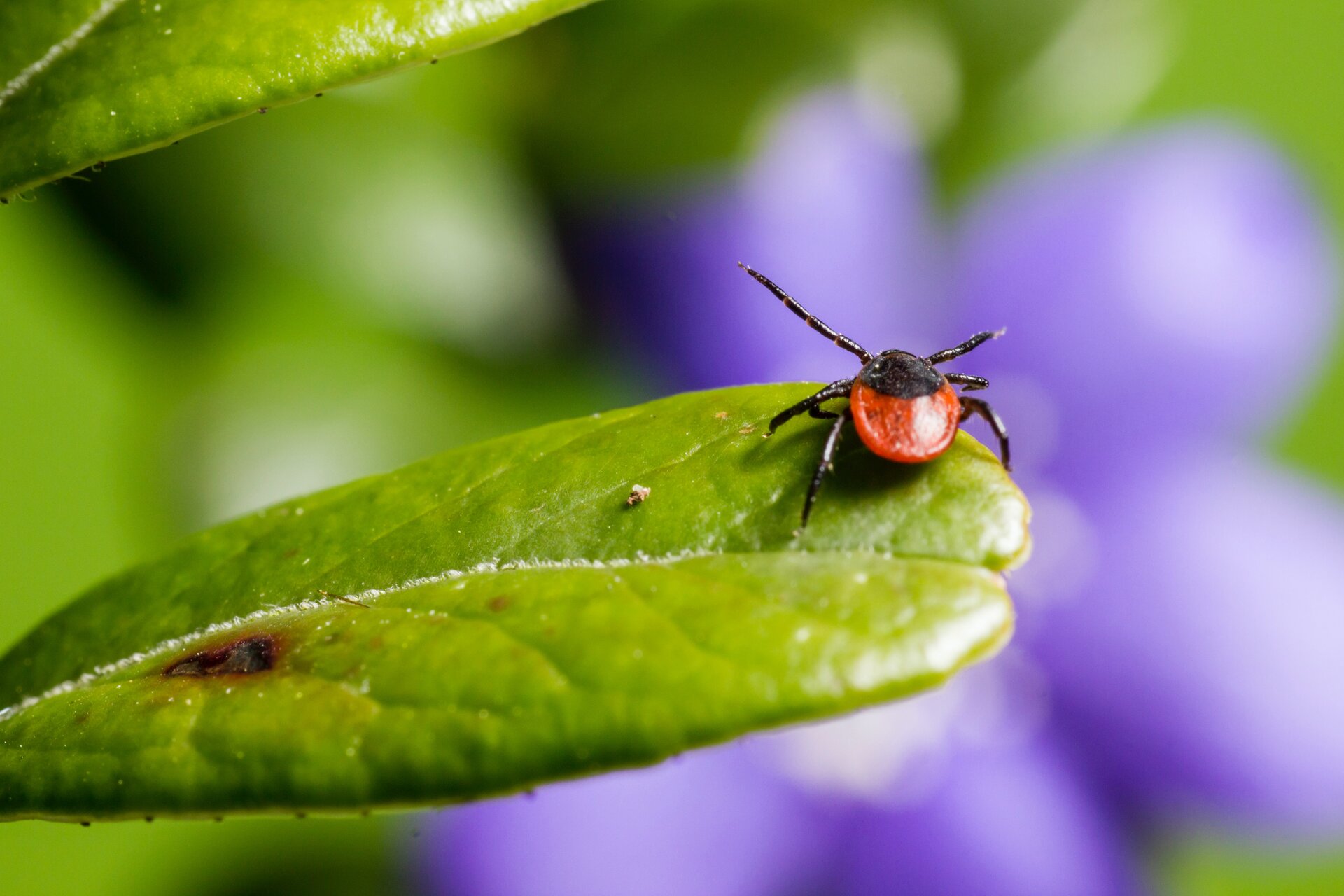 Ticks attacking – how to protect against them