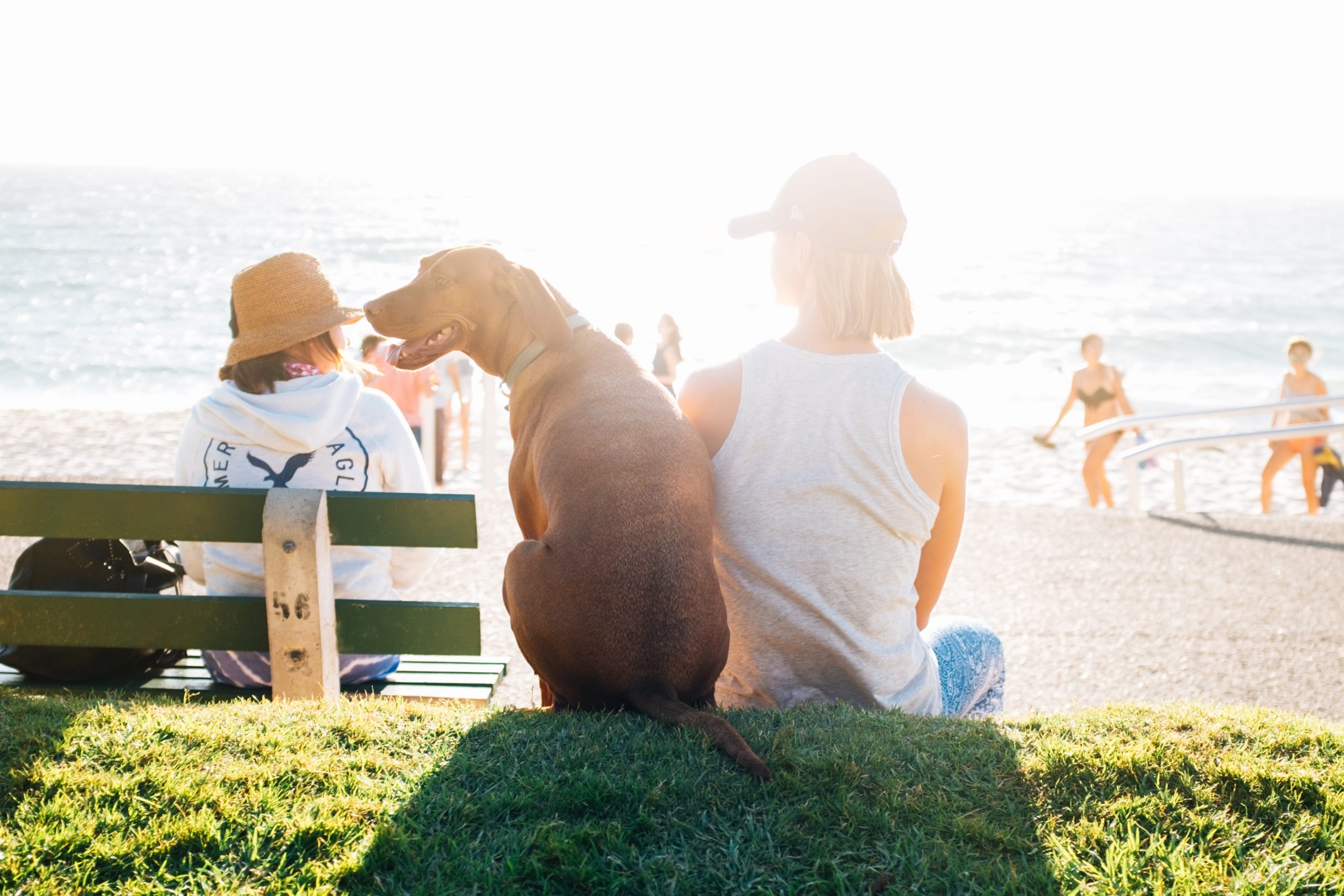 How to take care of animals during hot weather